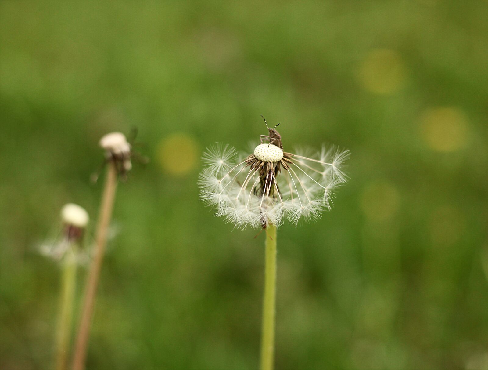 Canon EOS 5D Mark II sample photo. Dandelion, worm, plant photography