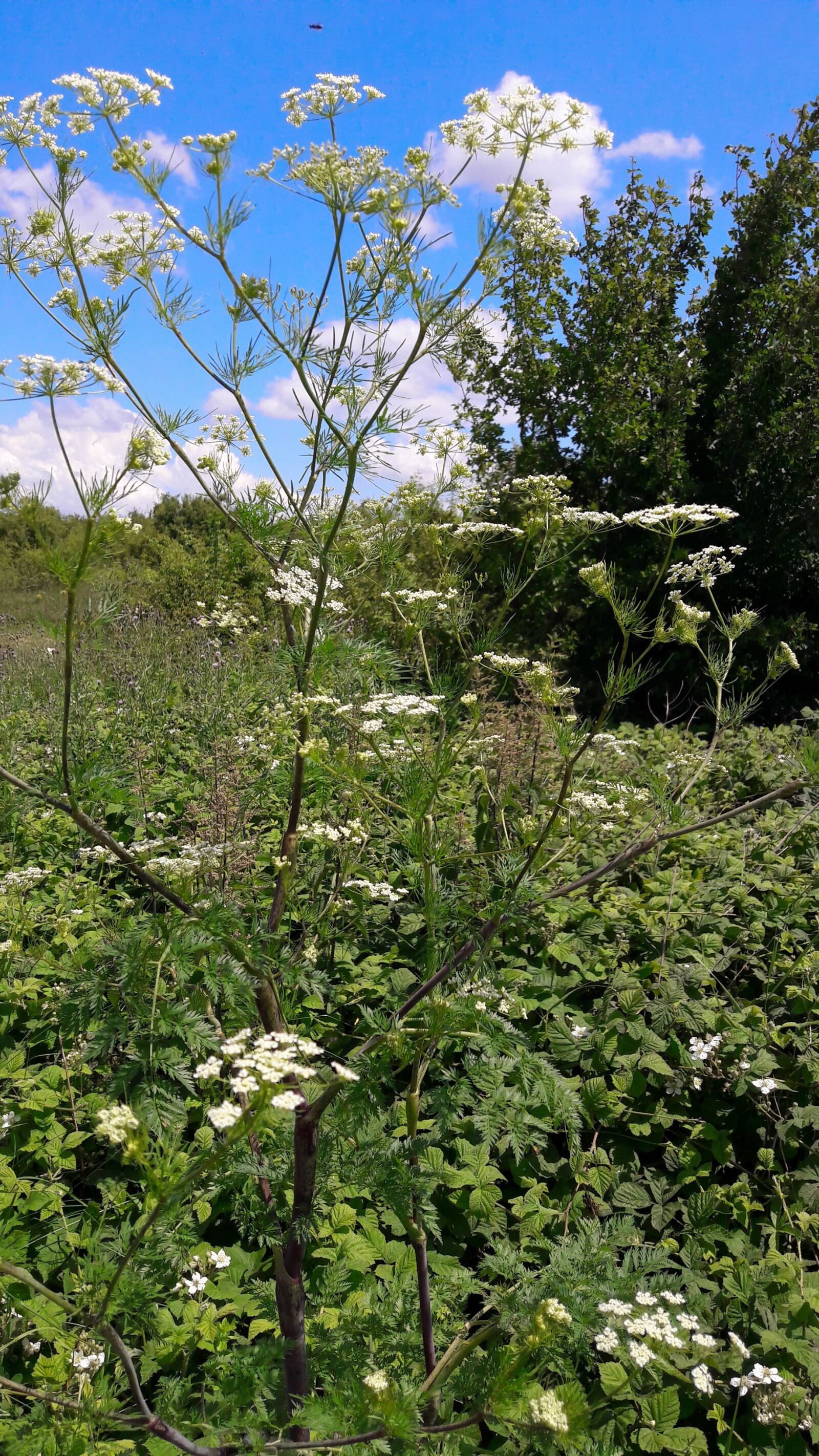 Samsung Galaxy A5(2016) sample photo. Summer, meadow, nature photography