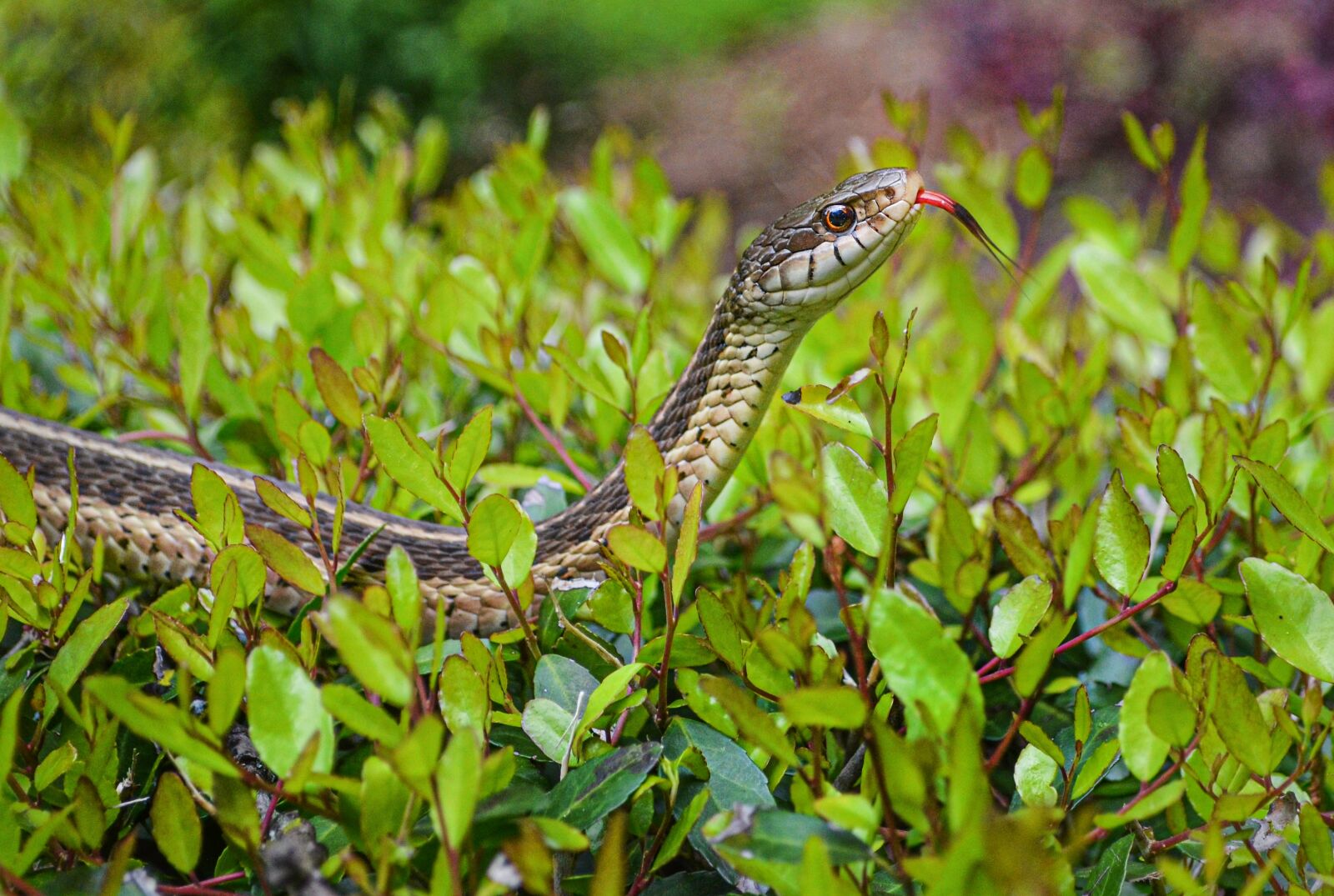 Nikon D5100 sample photo. Snake, nature, animal photography