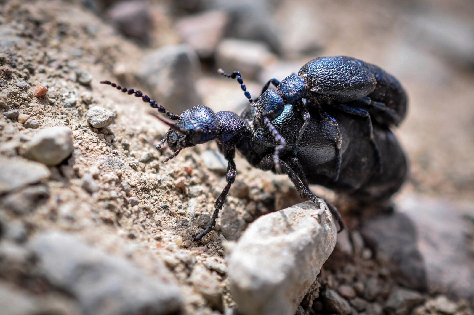 Nikon D90 sample photo. Majka general, macro, beetle photography
