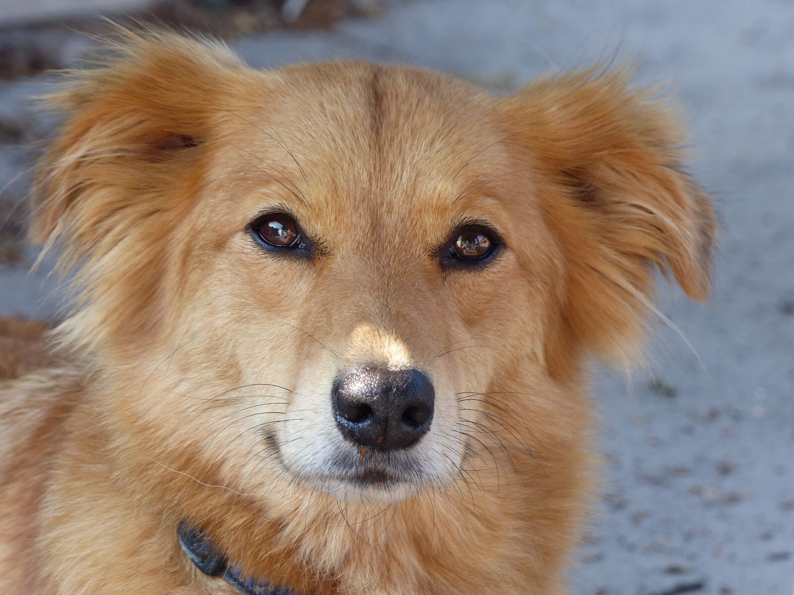 Panasonic Lumix DMC-FZ200 sample photo. Dog, dogs, pet photography