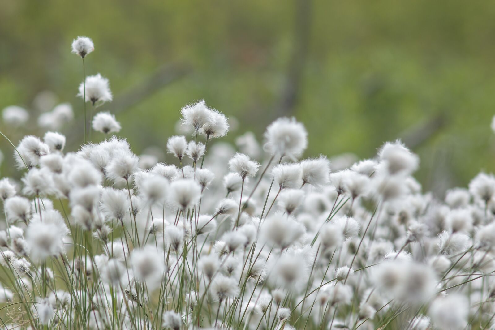 Canon EOS 70D sample photo. Cotton grass, white, summer photography