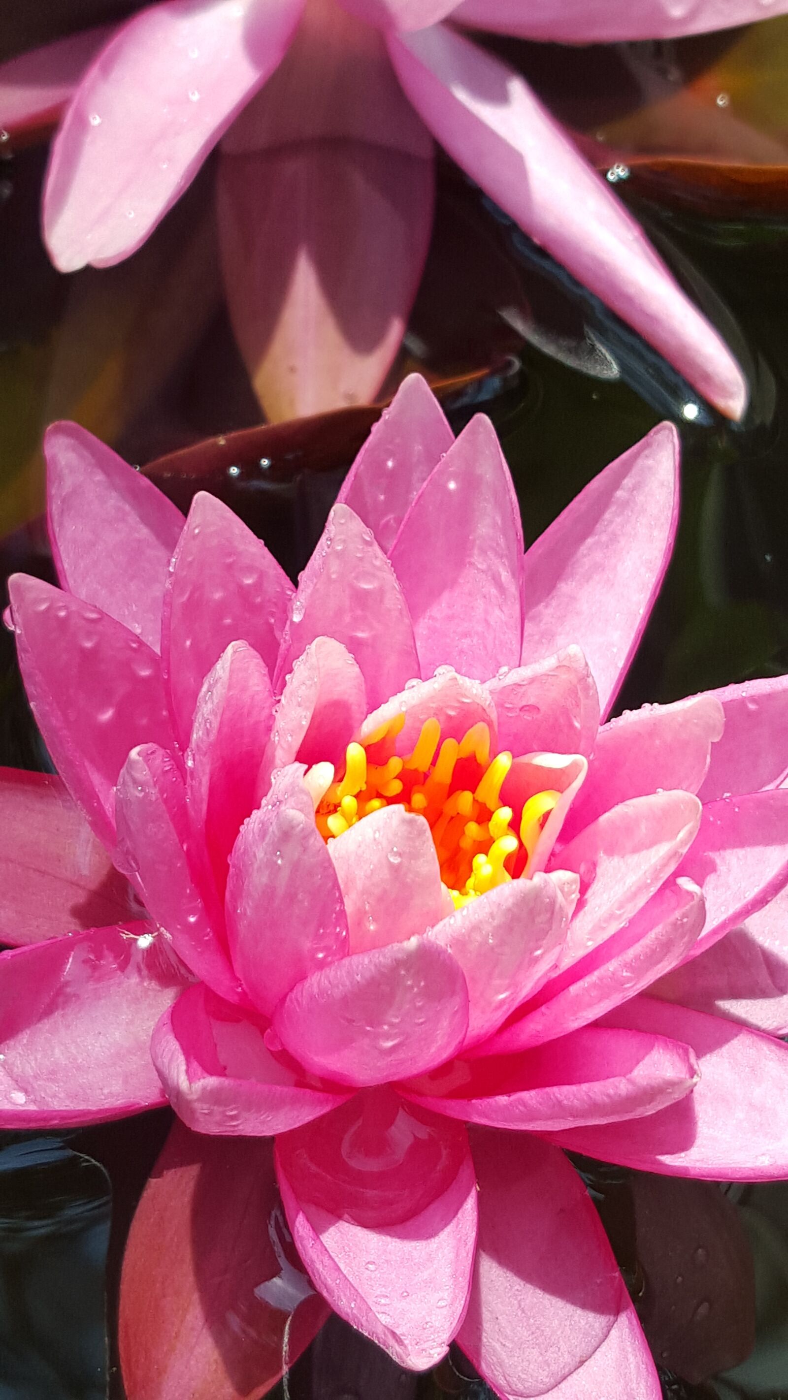 Samsung Galaxy S6 sample photo. Pink, flower, floral photography