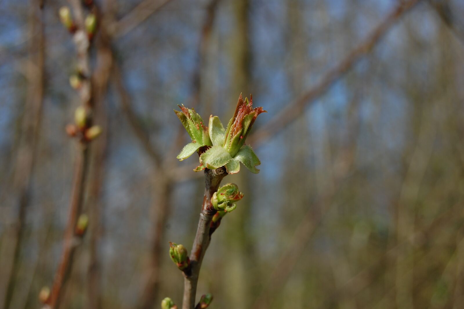 Nikon D40 sample photo. Bud, leaf, branch photography