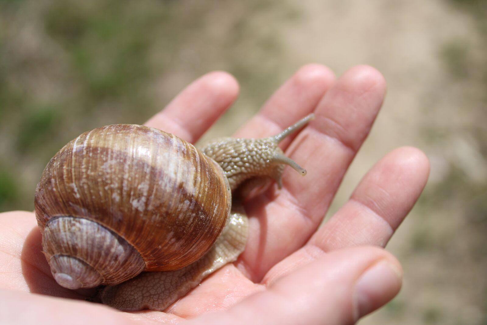Canon EOS 2000D (EOS Rebel T7 / EOS Kiss X90 / EOS 1500D) sample photo. Snail, hand, nature photography