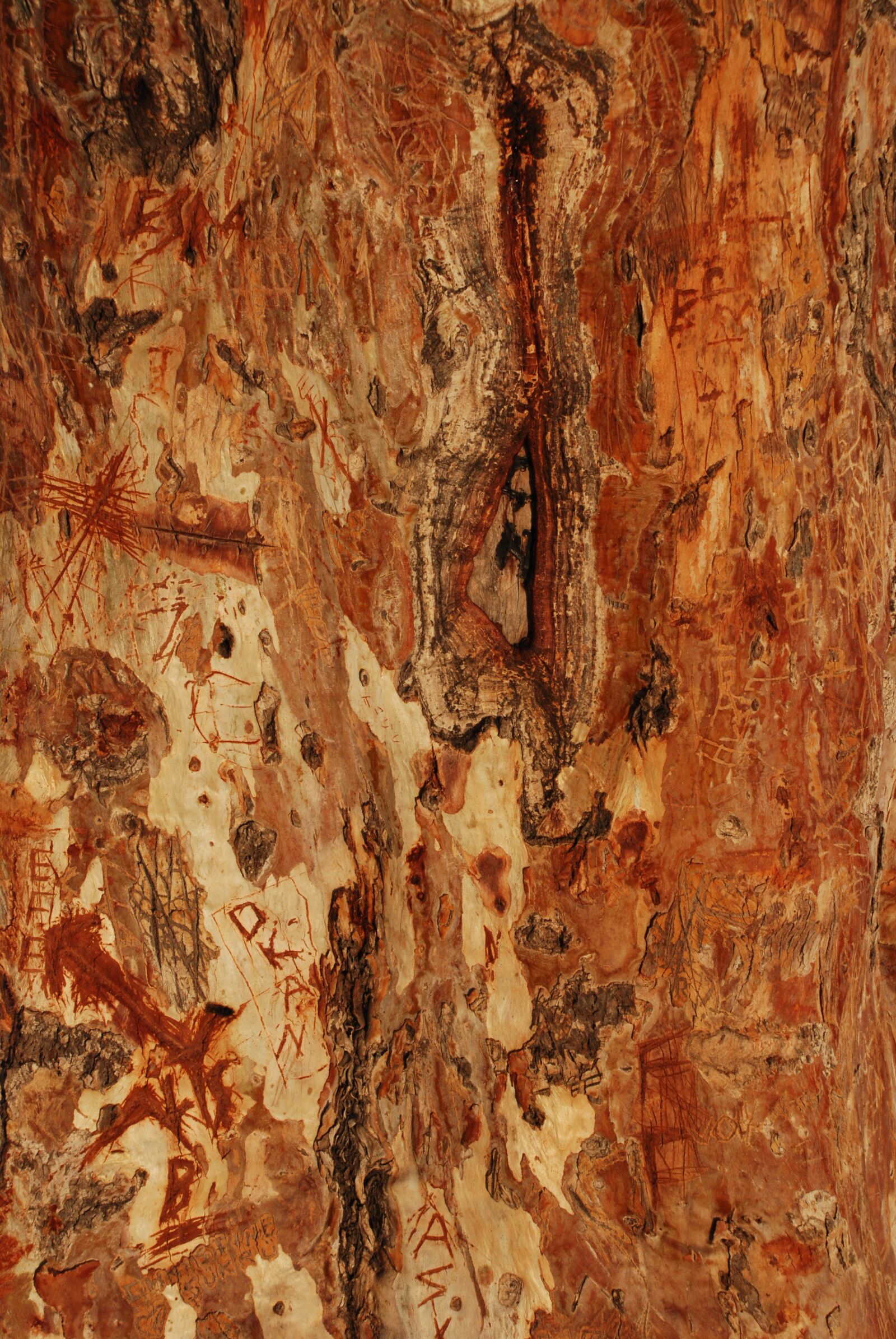 Nikon D80 sample photo. Tree, shell, color photography