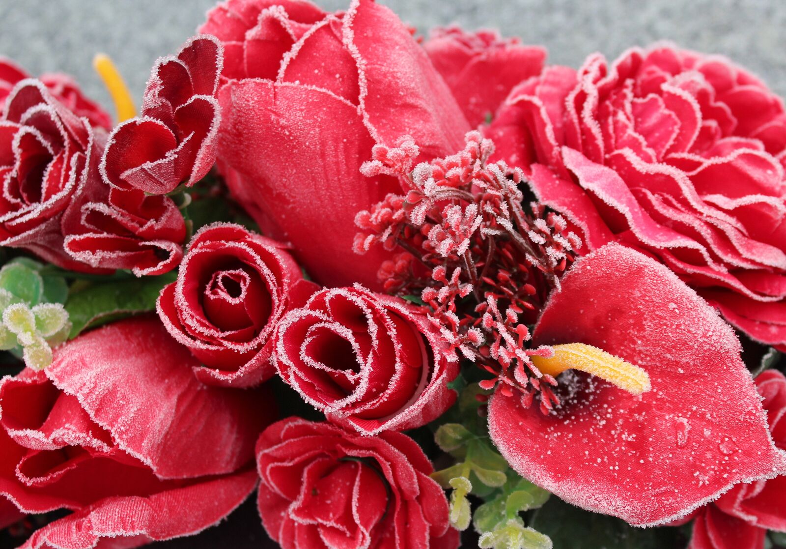 Canon EOS 1200D (EOS Rebel T5 / EOS Kiss X70 / EOS Hi) sample photo. Flower, rose, petal photography