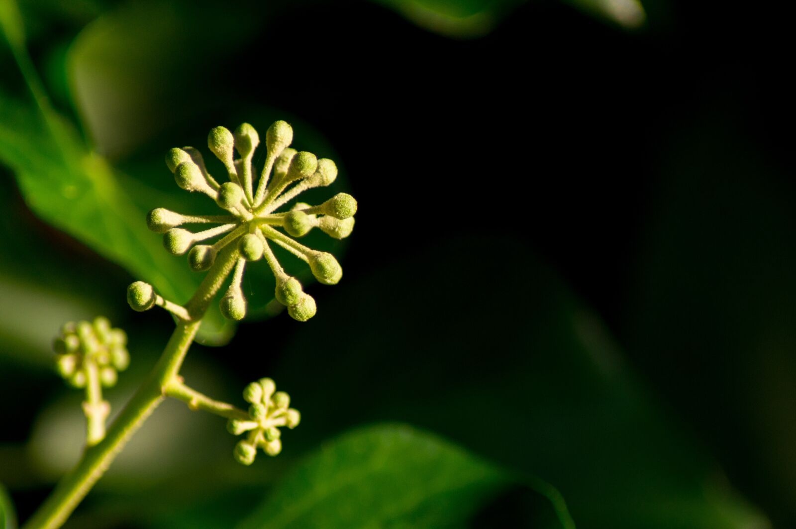 Sony SLT-A57 sample photo. Climber plant, blossom, bloom photography