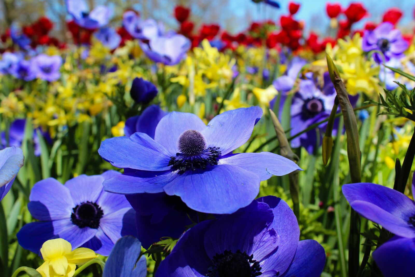 Canon EOS 600D (Rebel EOS T3i / EOS Kiss X5) sample photo. Nature, plant, tulip photography