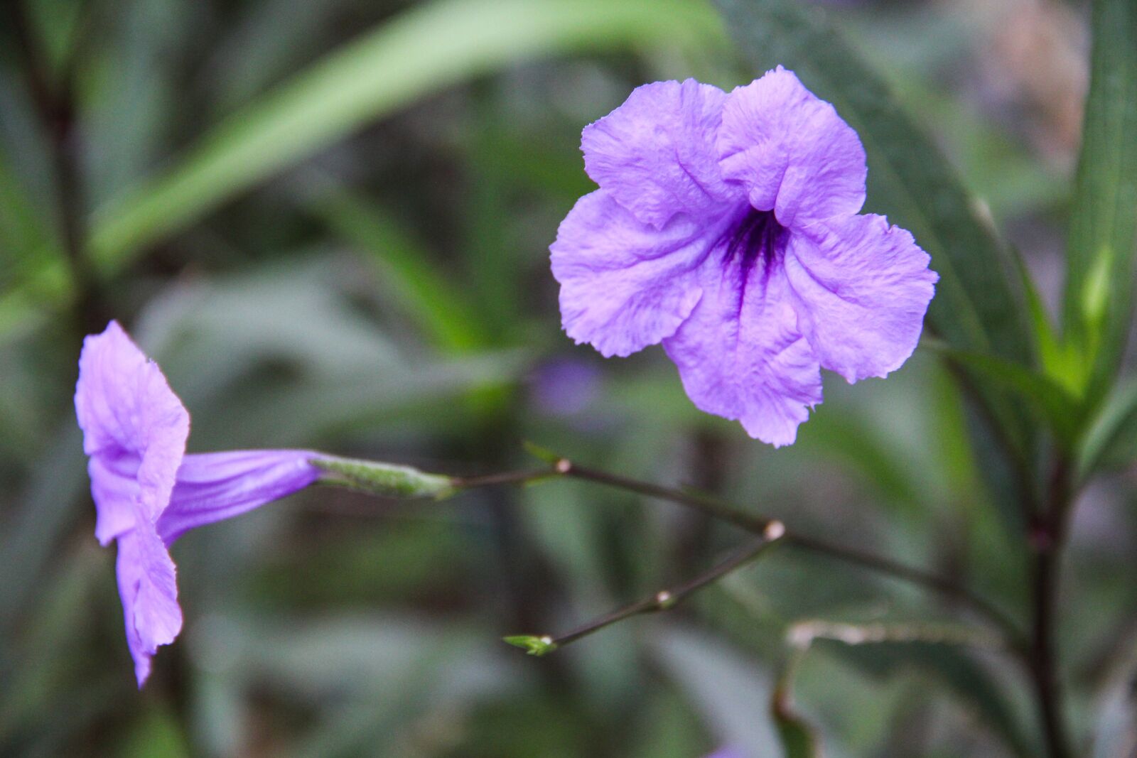 Canon EOS M sample photo. Flower, neck, the beauty photography