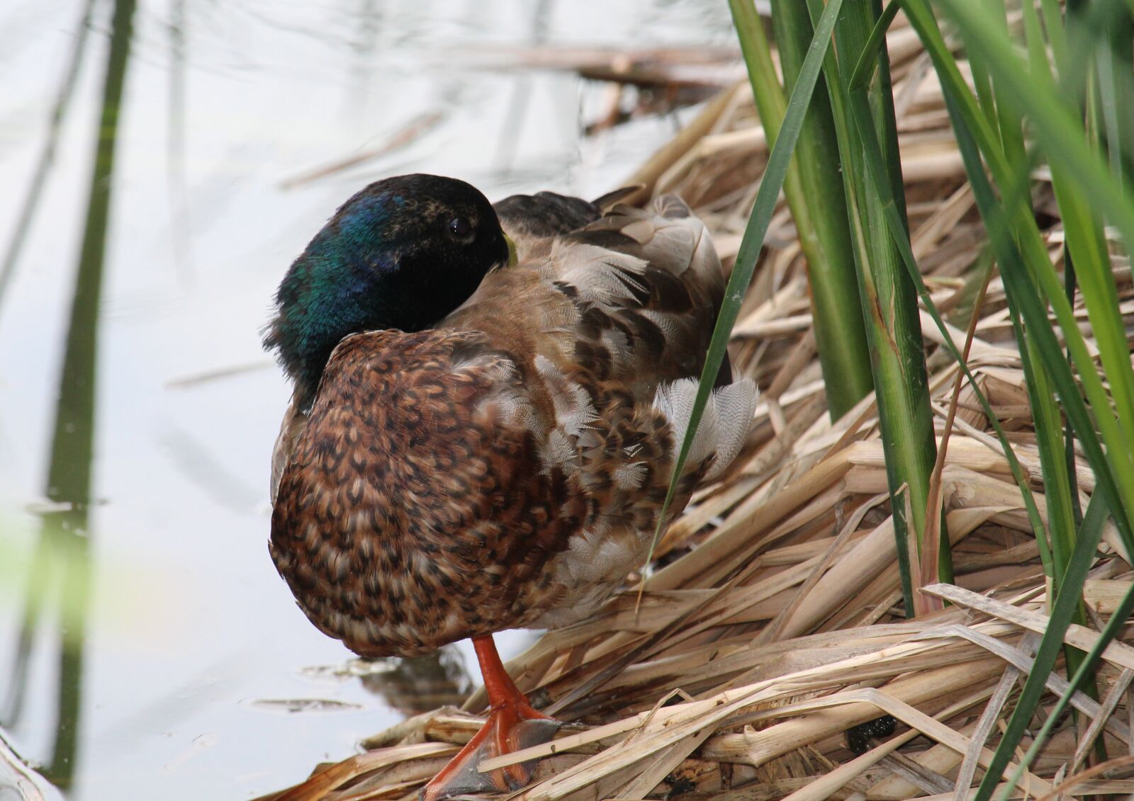 Canon EOS 1200D (EOS Rebel T5 / EOS Kiss X70 / EOS Hi) sample photo. Duck, drake, mallard photography