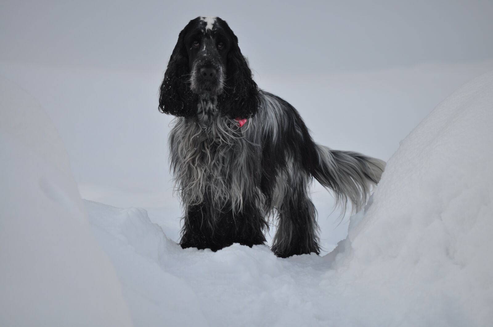 Nikon D5000 sample photo. Dog, spaniel, winter photography