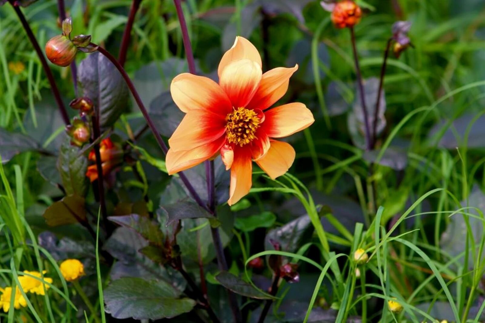Canon EOS 1000D (EOS Digital Rebel XS / EOS Kiss F) sample photo. Flower, beautiful, orange photography