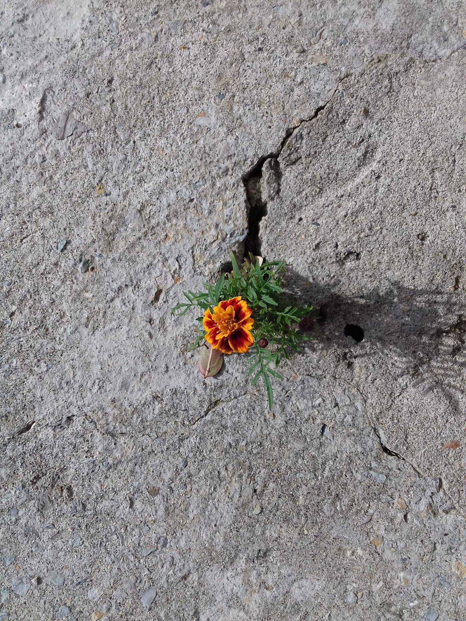 Samsung Galaxy J3(2016) sample photo. Perseverance, stubbornness, concrete photography