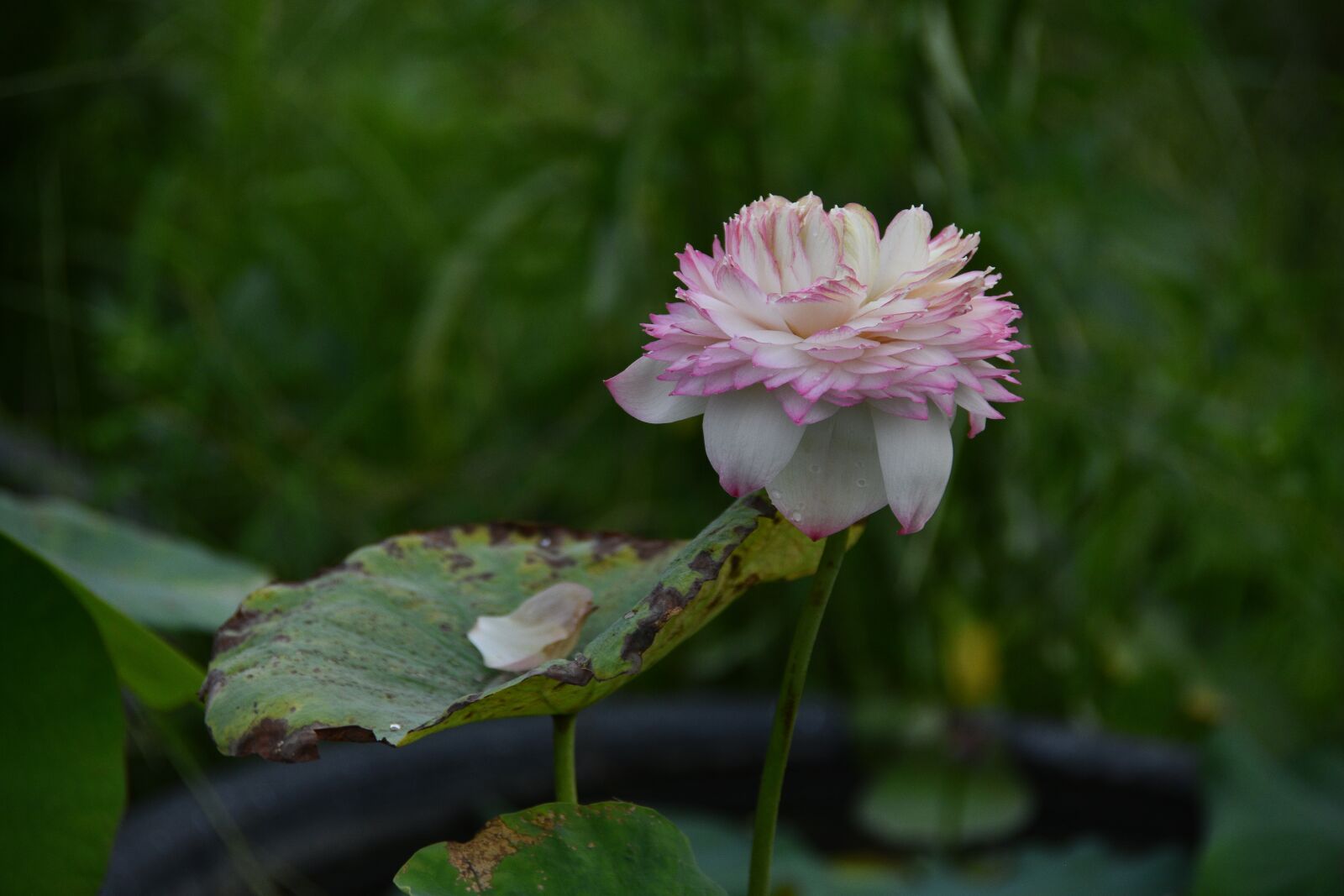 Nikon D7200 sample photo. Flower, petals, leaves photography