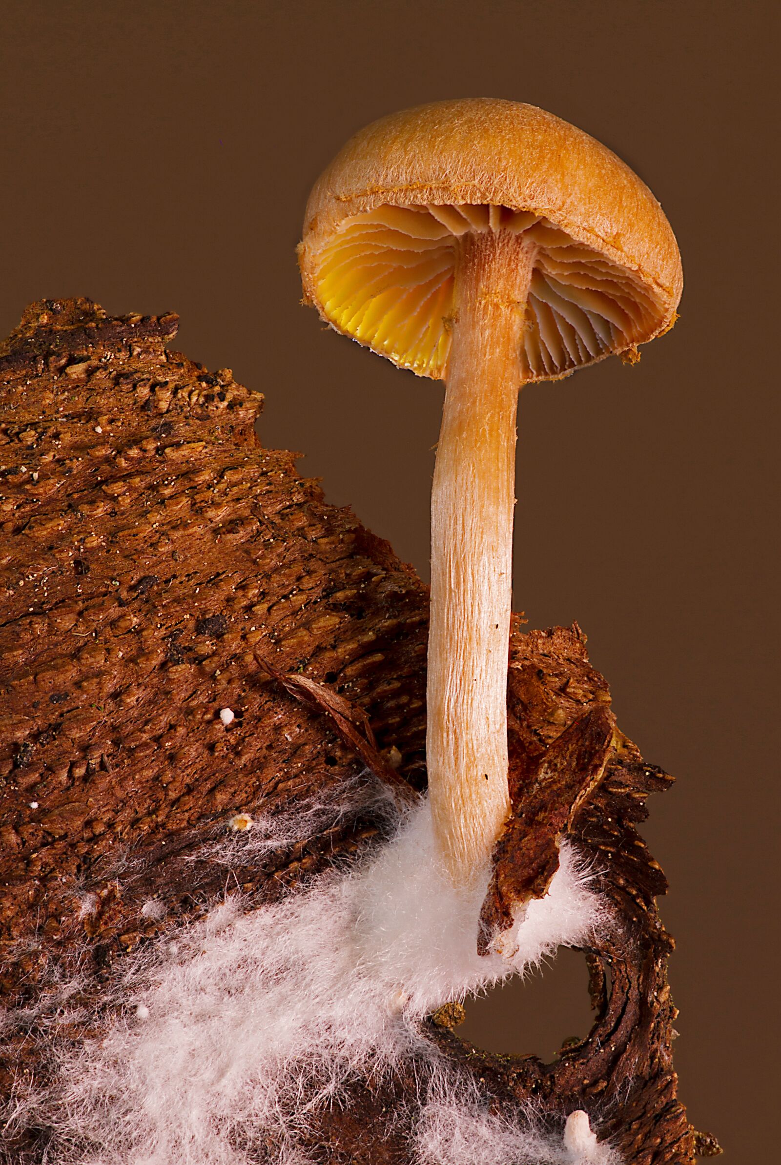 Canon EOS 7D sample photo. Mushroom, mycelium, small mushroom photography