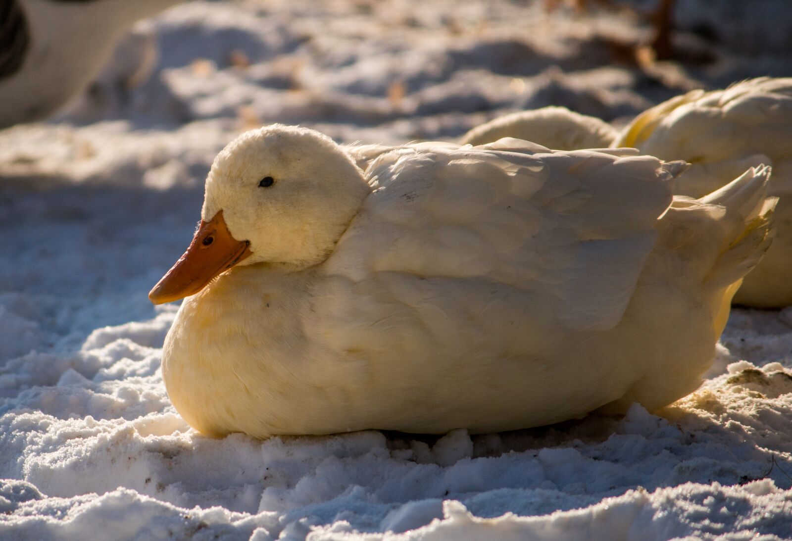 Canon EOS 750D (EOS Rebel T6i / EOS Kiss X8i) + Canon EF-S 55-250mm F4-5.6 IS II sample photo. Duck, animal, winter photography
