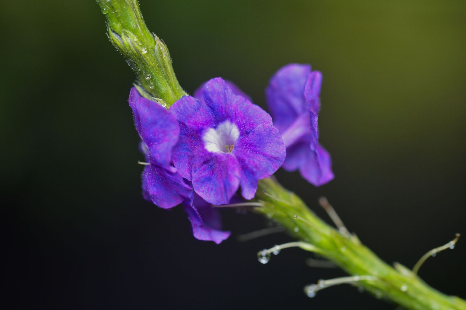 Nikon D3200 sample photo. Costa rica, plant, flower photography