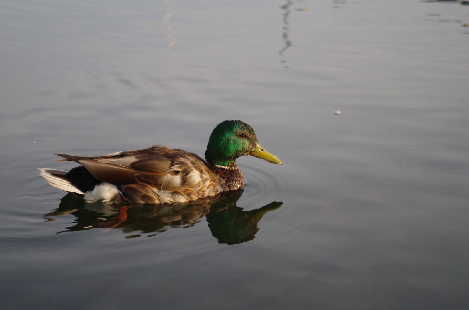 Pentax K-30 sample photo. Duck, water, lake photography