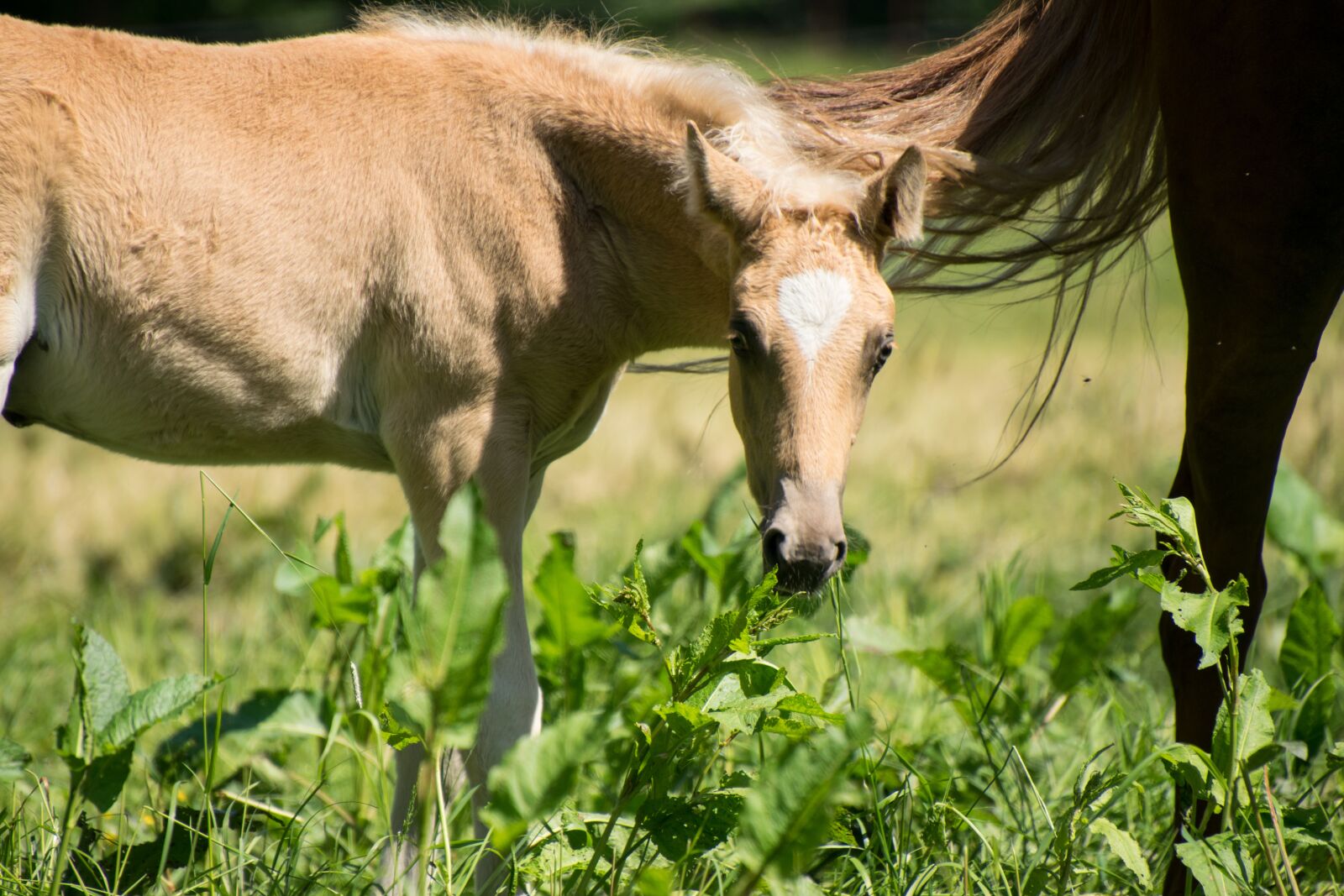 Nikon D3300 sample photo. Foal, small, horse photography