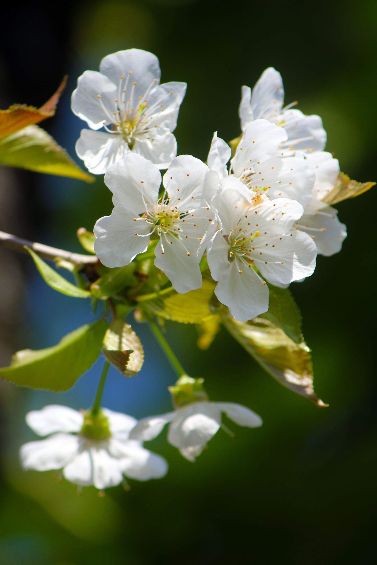Canon EF-S 55-250mm F4-5.6 IS sample photo. Cherry blossom, nature, spring photography