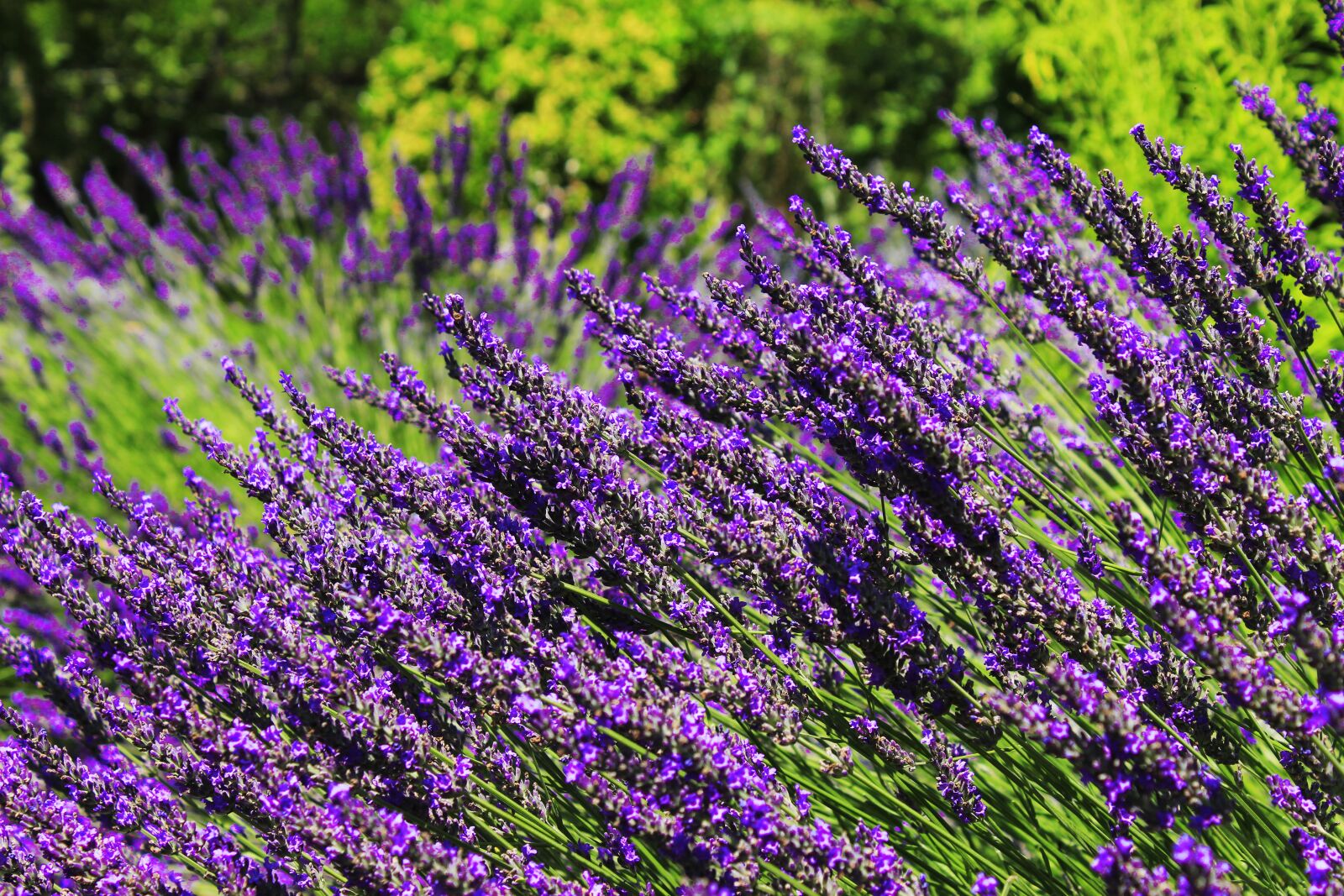 Canon EOS 4000D (EOS Rebel T100 / EOS 3000D) sample photo. Lavender, purple, flowers photography