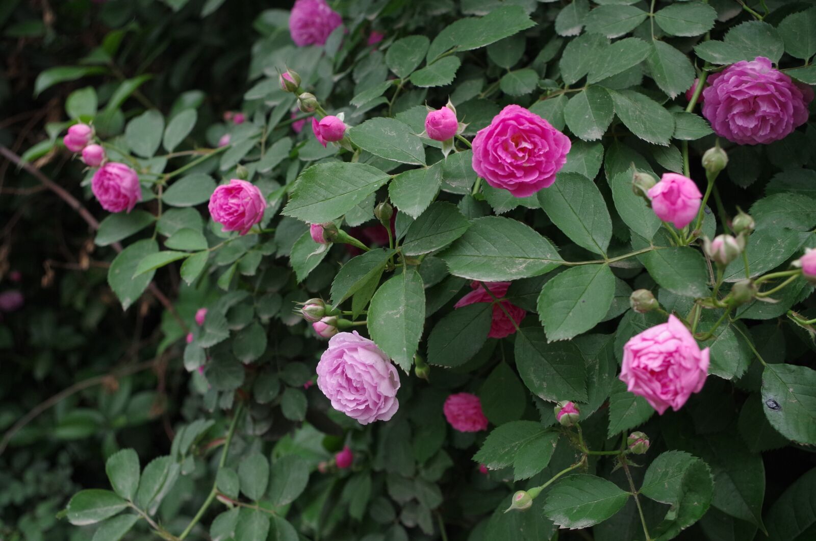 Pentax K-50 sample photo. Rose, plant, phenology photography