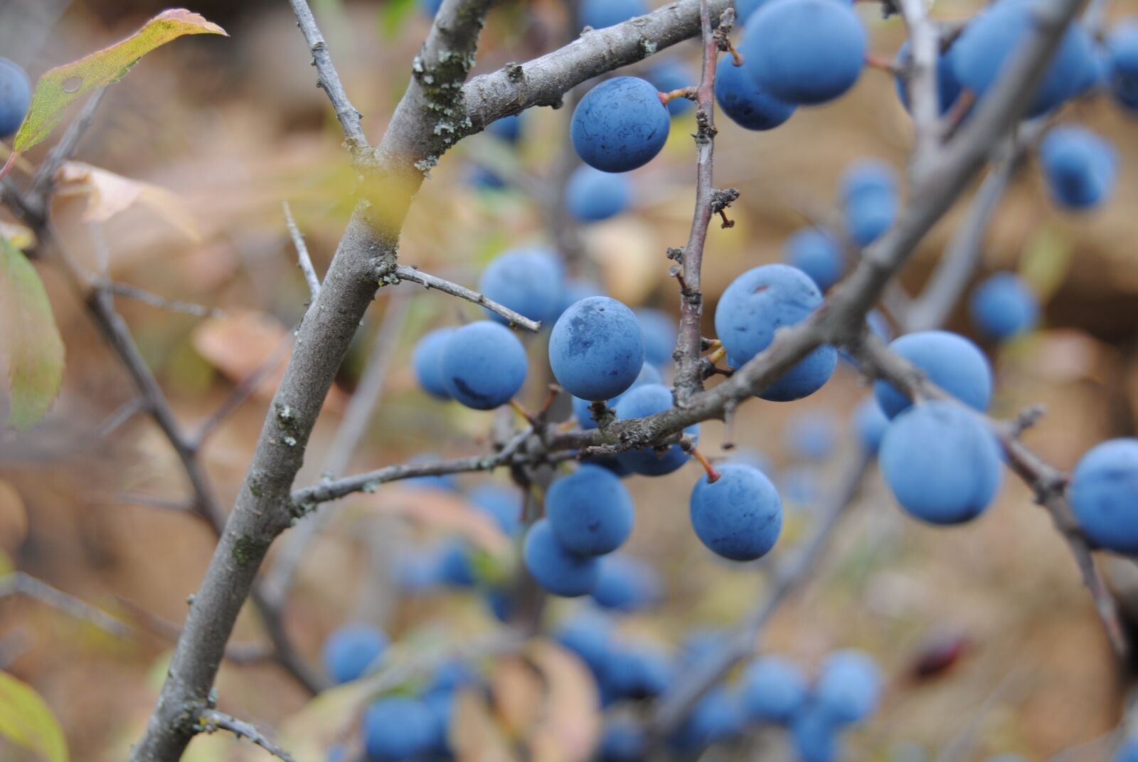 Nikon D3000 sample photo. Plants, endrinas, autumn photography