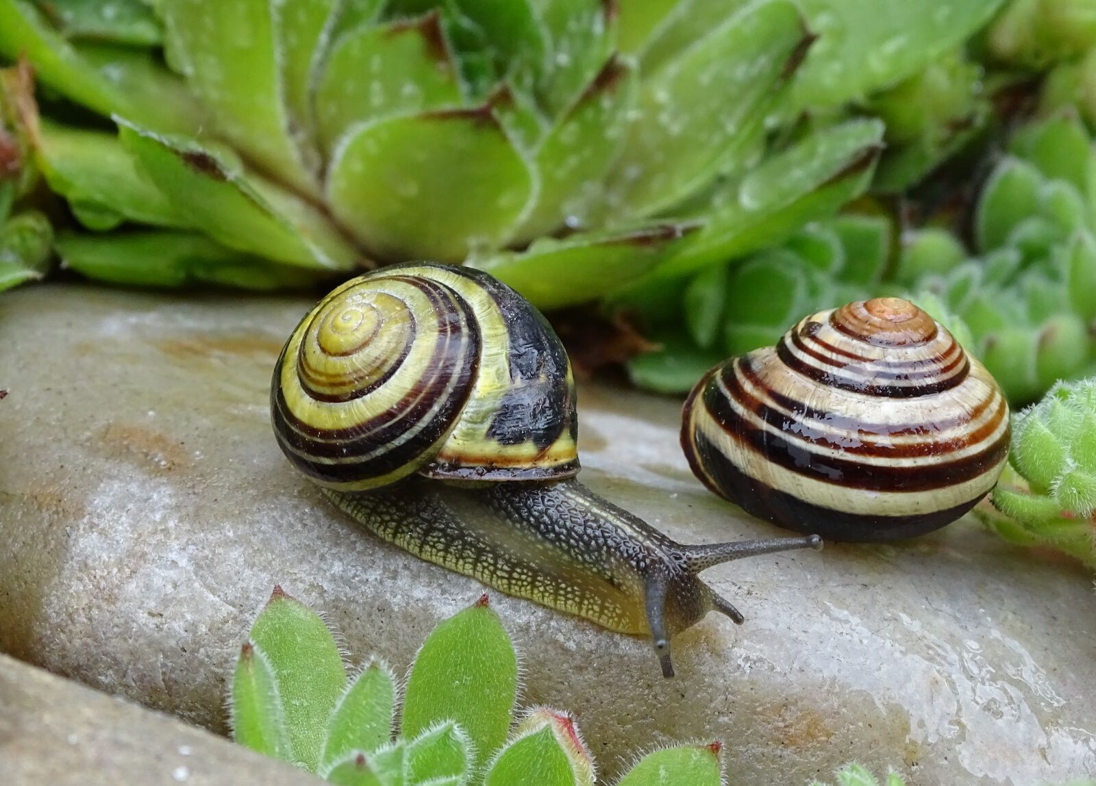 Sony Cyber-shot DSC-HX400V sample photo. Snail, shell, slowly photography