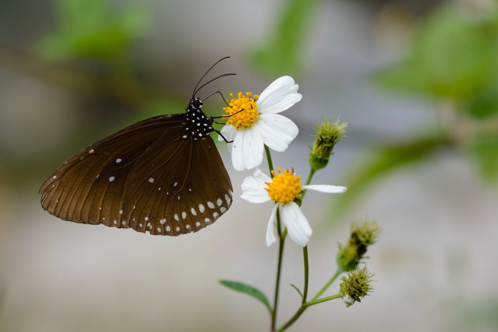 Nikon D7100 sample photo. Butterfly, nature, animal photography