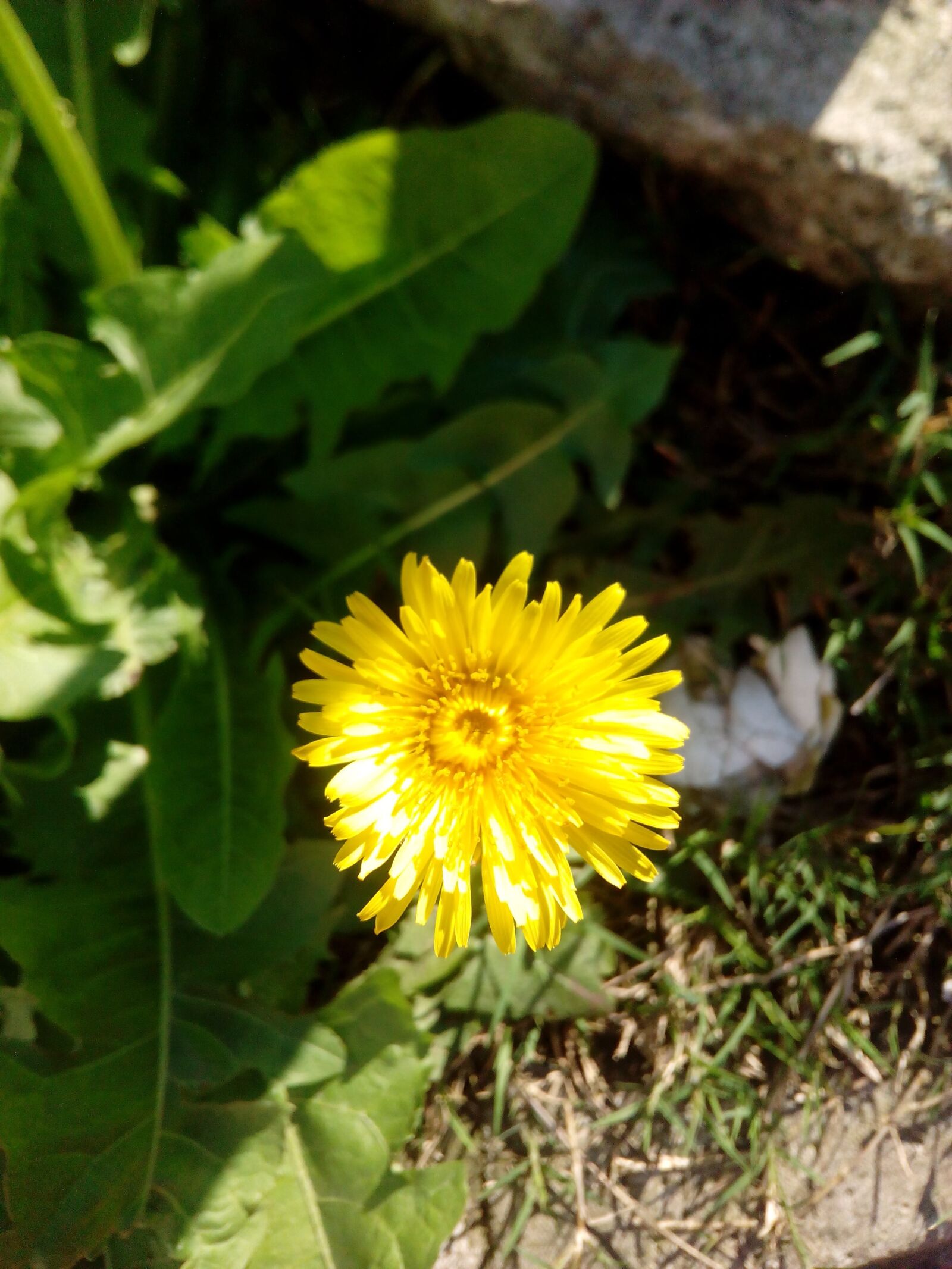 HUAWEI Hol-U19 sample photo. Flower, yellow, wild flower photography