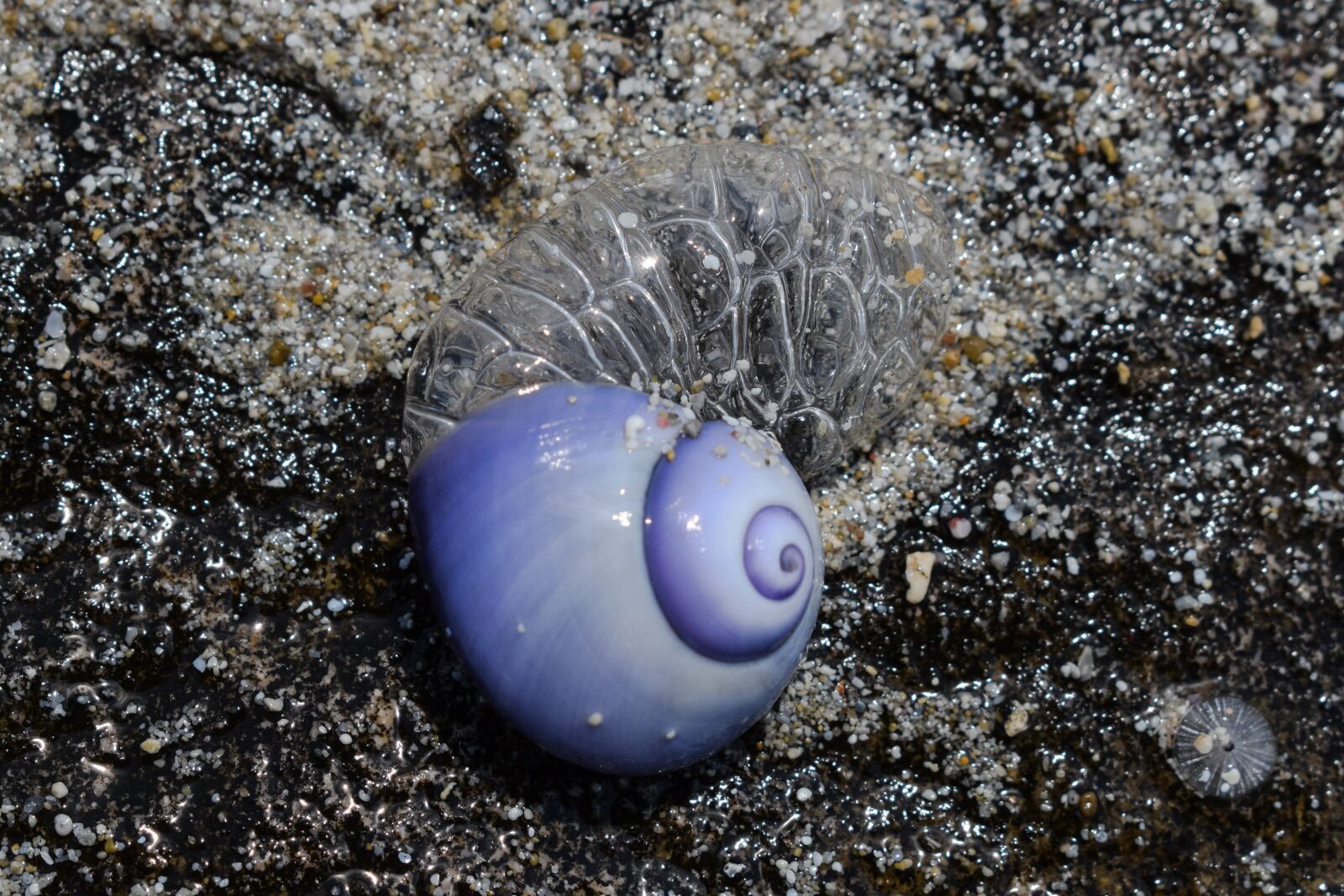 Nikon D3300 sample photo. Sea snail, shell, blue photography