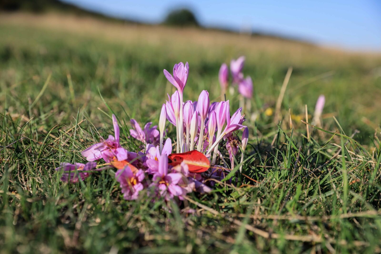 Canon EOS 5D Mark IV sample photo. Summer, field, flora, nature photography