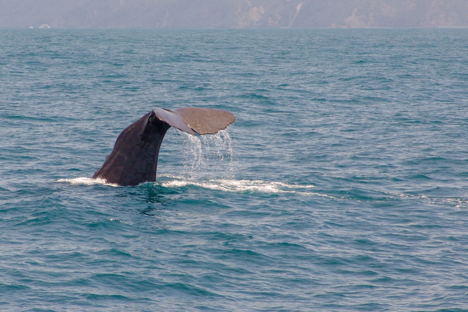 Sony DSC-F828 sample photo. Whale, tail, diving photography