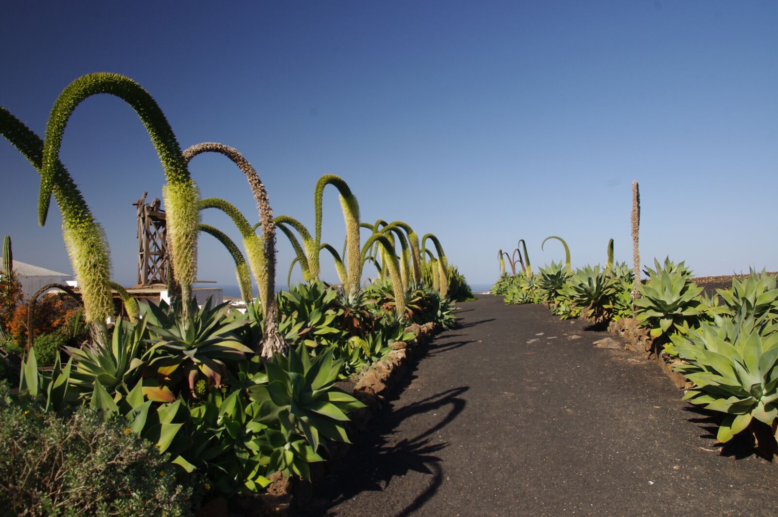 Pentax K-x sample photo. Foxtail, agave, plant photography