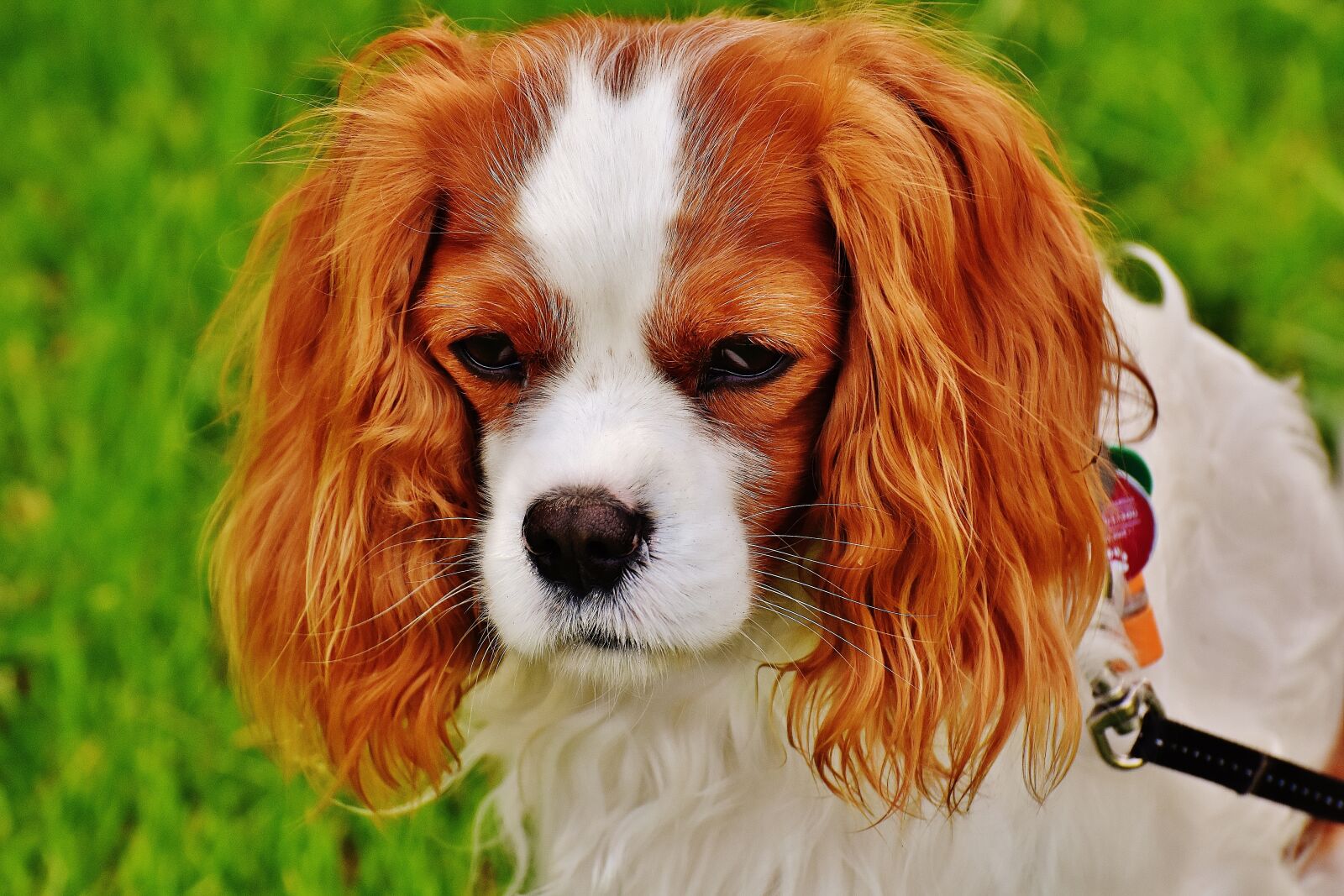 Nikon D7200 sample photo. Dog, cavalier king charles photography