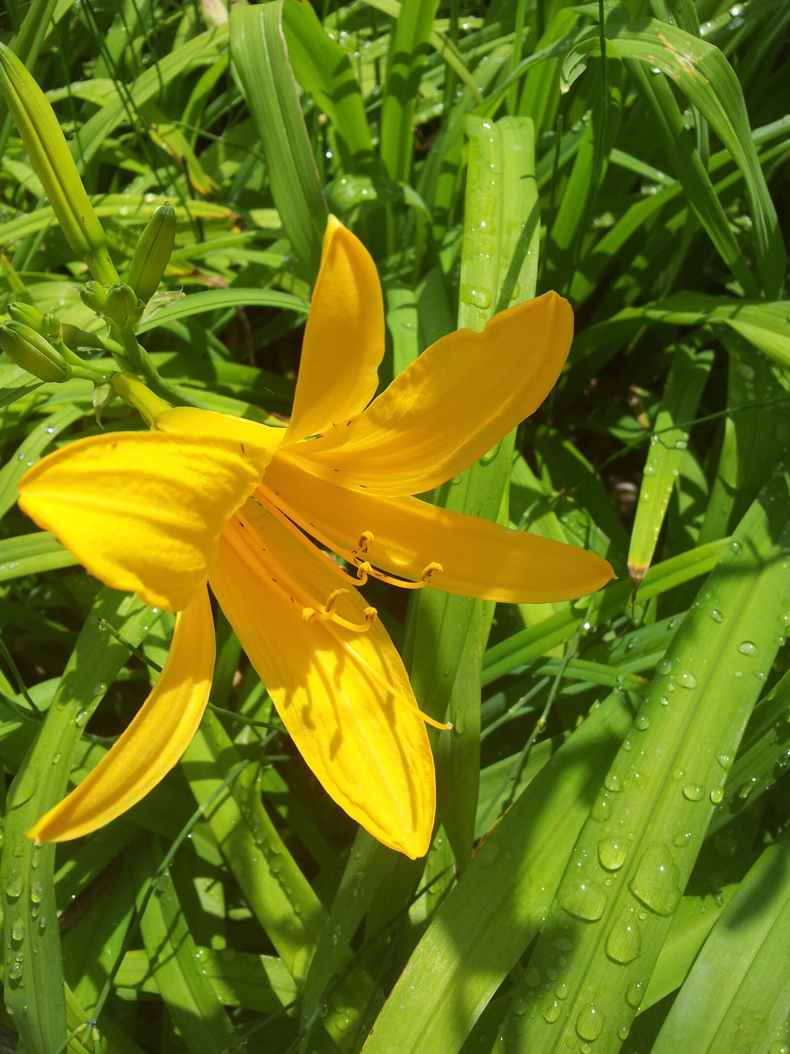 Samsung Galaxy S2 sample photo. Flowers, yellow flower, nature photography