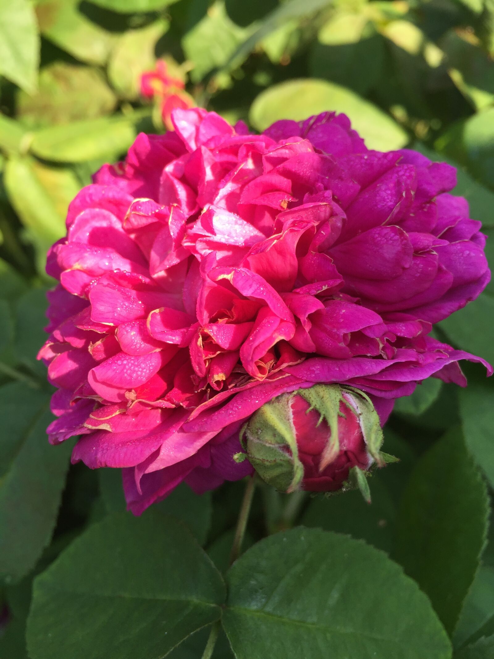 Apple iPhone 6 sample photo. Roses, flowers, pink photography