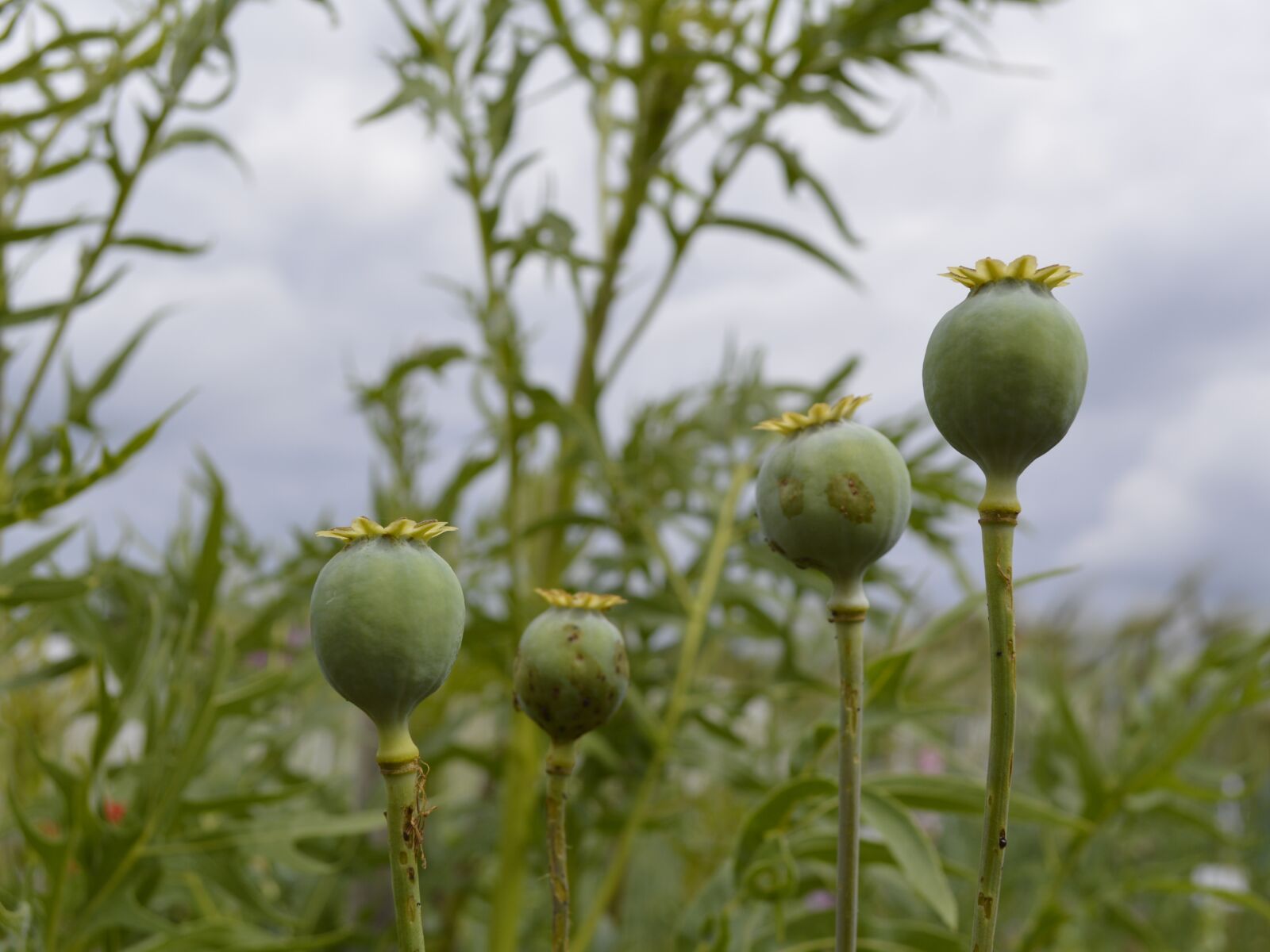 Nikon D3200 sample photo. Poppy, encapsulate, poppy-capsules photography