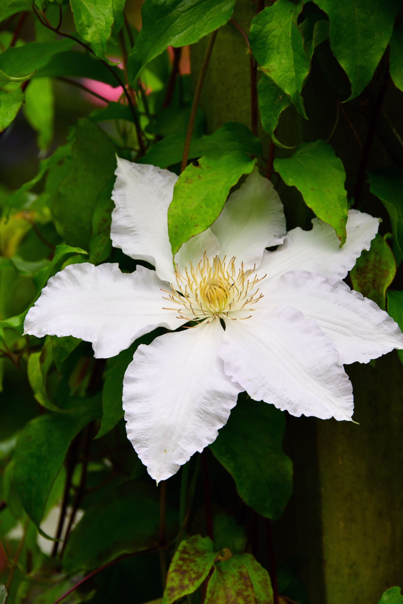 Nikon D850 sample photo. Clematis, flower white, leaf photography