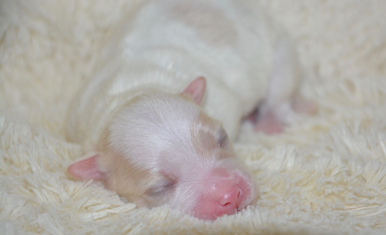 Nikon D5200 sample photo. Puppy, baby dog, new photography