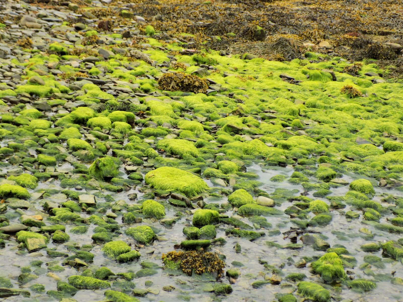 Nikon COOLPIX L340 sample photo. Seaweed, harbour, marine photography