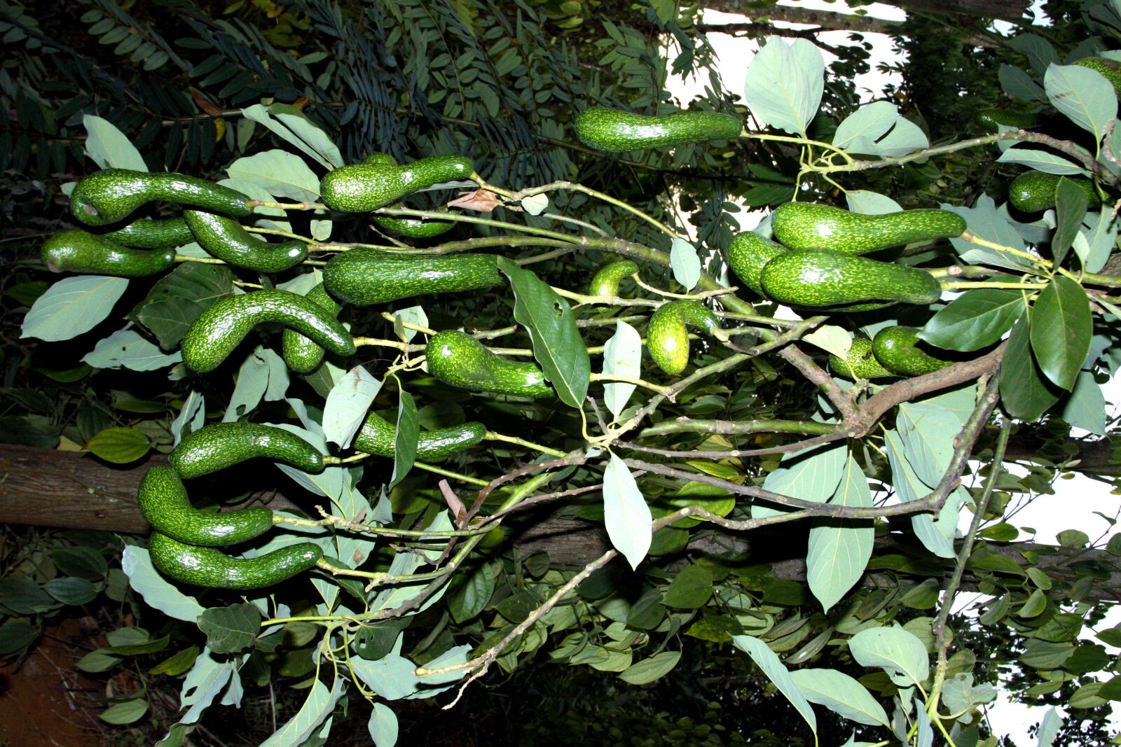 Canon EOS 50D sample photo. Avocado, bunch of avocado photography