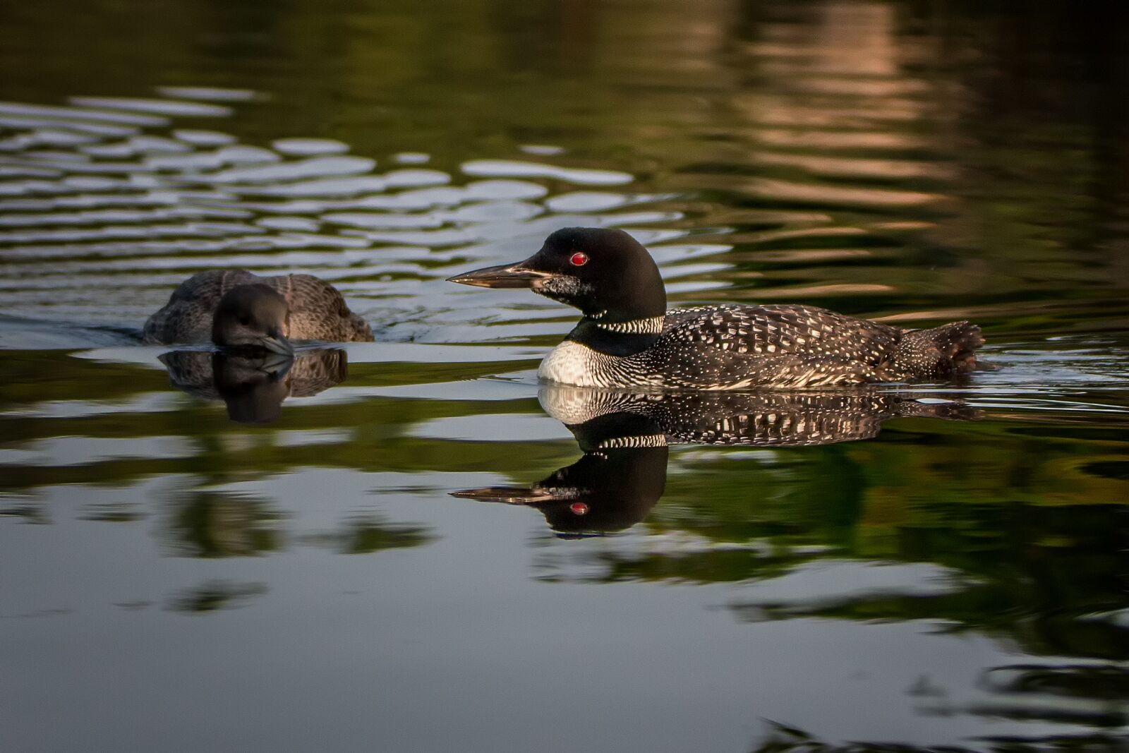 Canon EOS 100D (EOS Rebel SL1 / EOS Kiss X7) sample photo. Loon, nature, bird photography