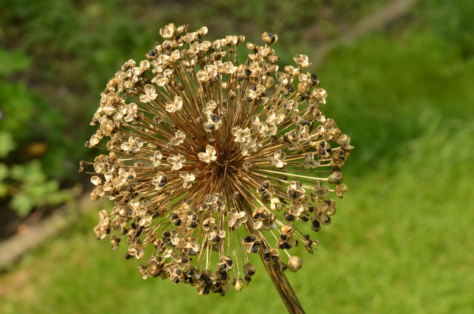 Nikon D7000 sample photo. Plant, nature, ornamental onion photography