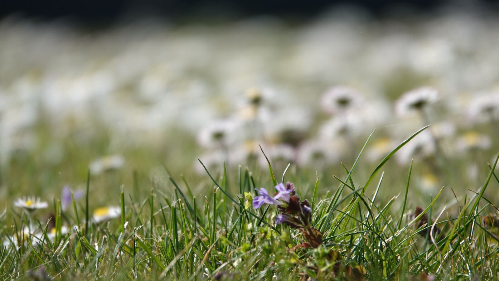 Sony Cyber-shot DSC-RX10 IV sample photo. Meadow, grass, spring photography