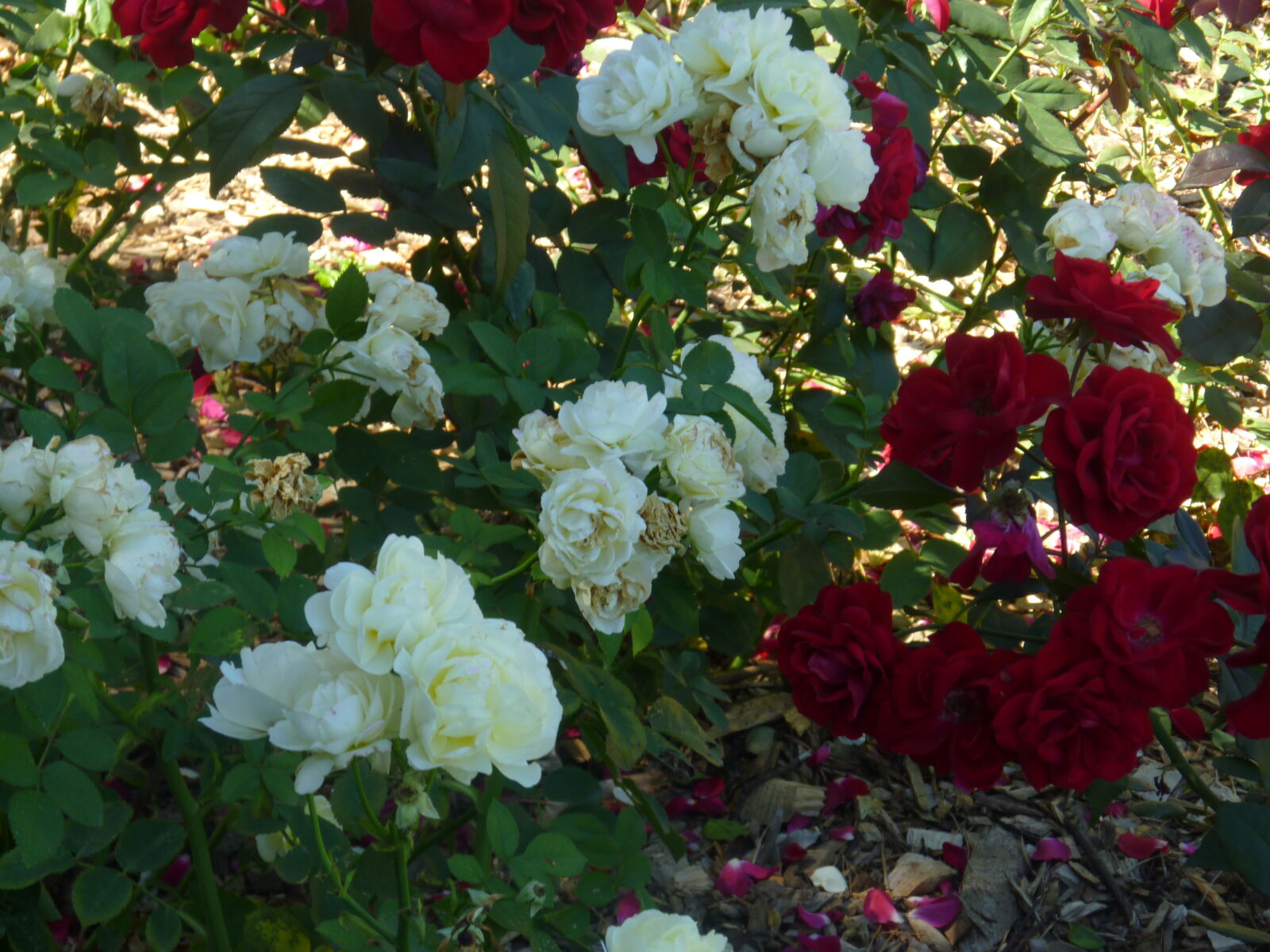 Panasonic DMC-ZR1 sample photo