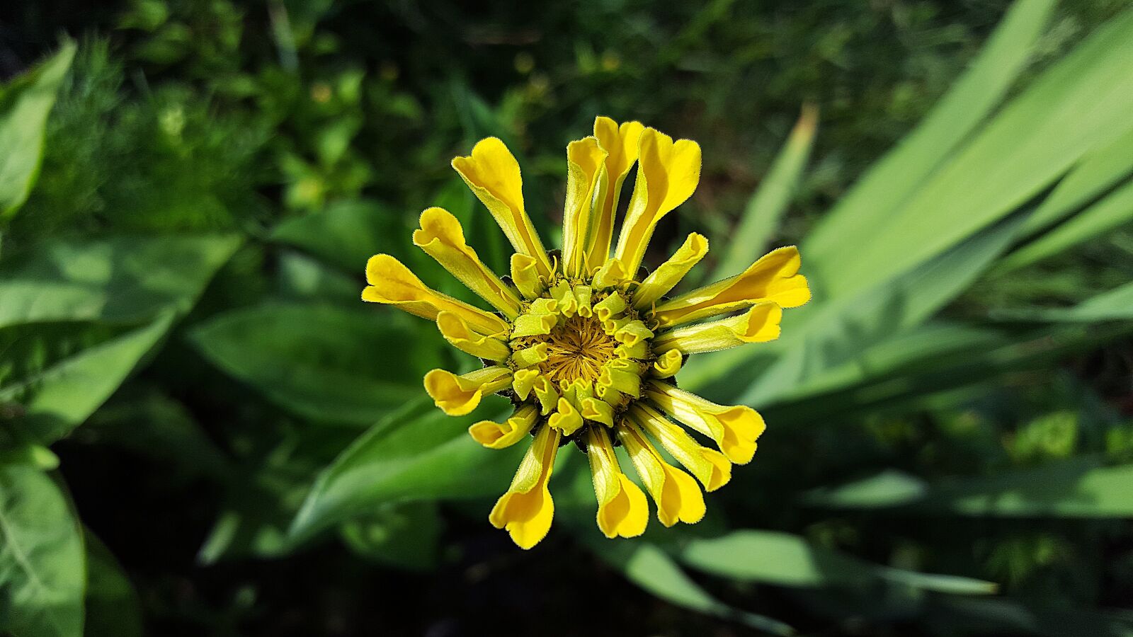 Samsung Galaxy S6 sample photo. Zinnia, yellow zinnia, zinnia photography