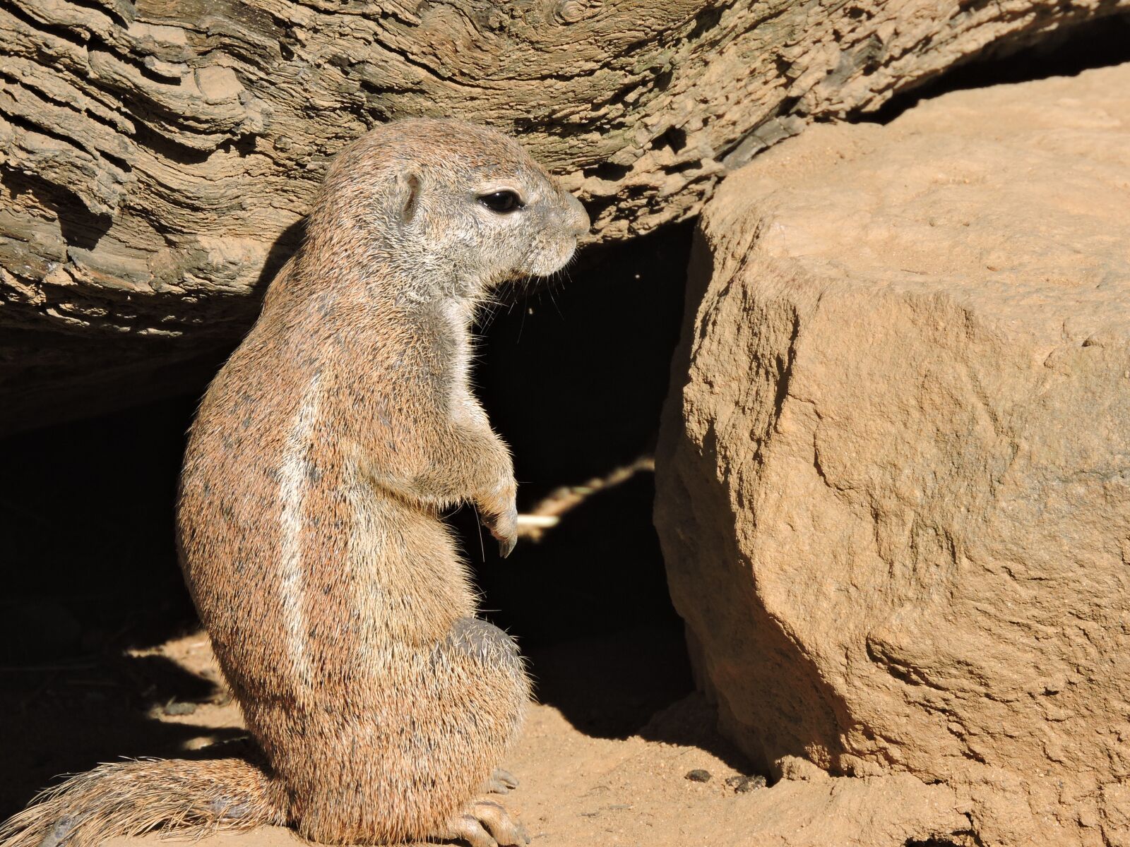 Nikon Coolpix P600 sample photo. Animal, zoo, the prague photography