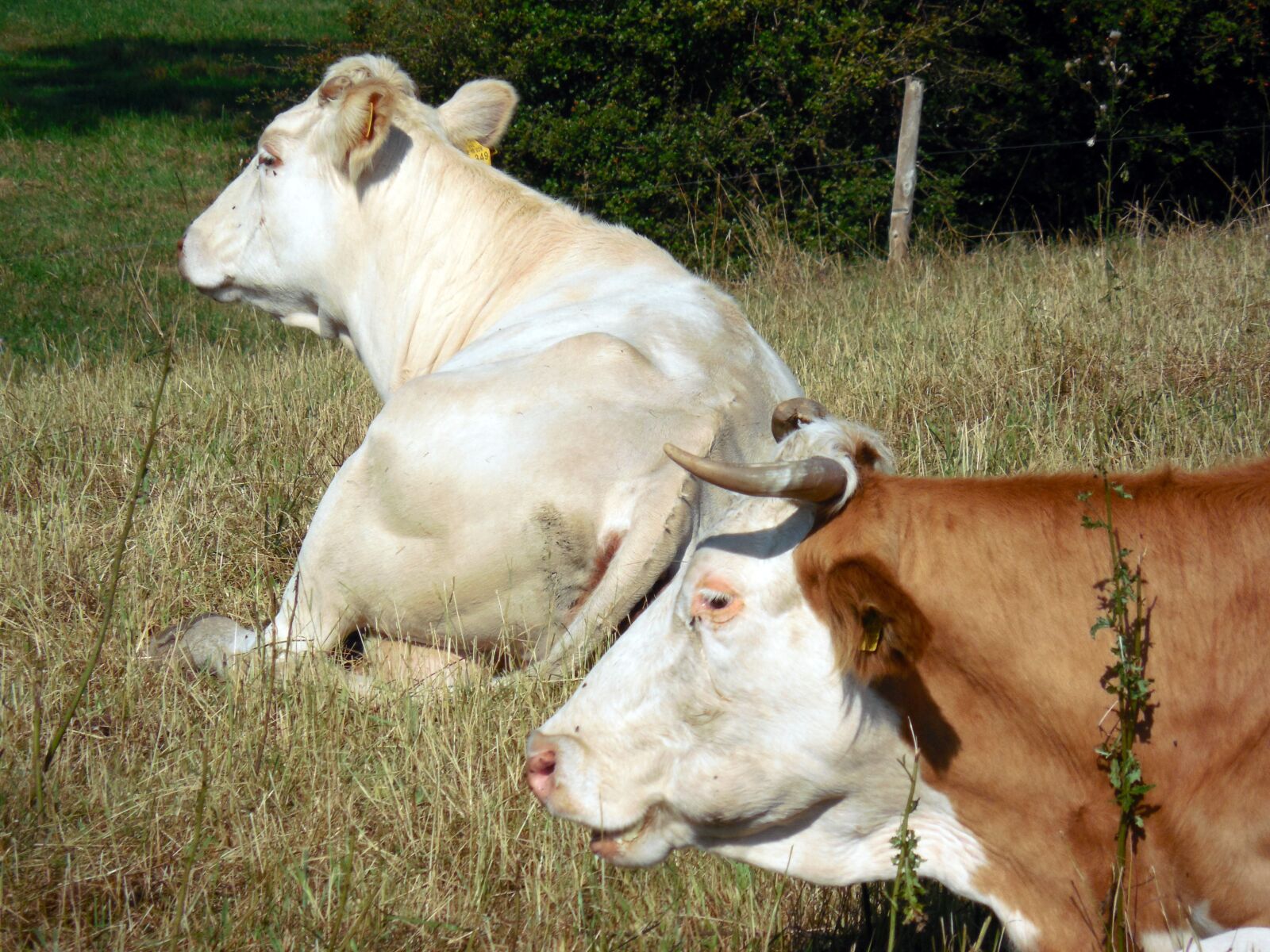 Nikon COOLPIX L620 sample photo. Cows, cattle, animals photography